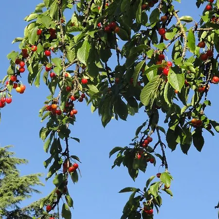 Piccola Volpe Frühstückspension Velletri